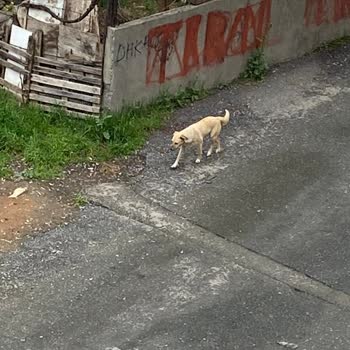 Sancaktepe'de Tehlike Saçan Köpek Sorunu