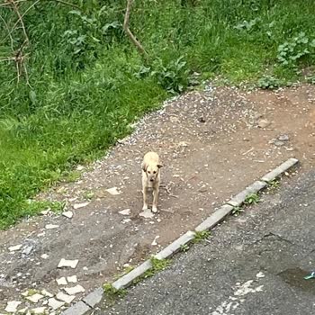 Sancaktepe'de Tehlike Saçan Köpek Sorunu
