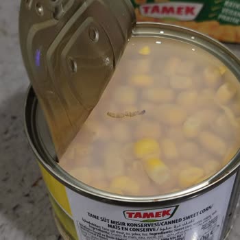 Konserve Mısırda Şok Edici Durum!