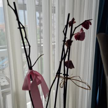 Çiçek Sepeti'nden Gelen Orkide Hayal Kırıklığına Uğrattı