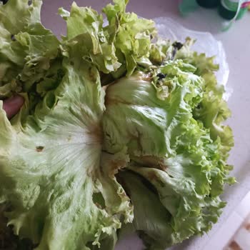 Migros Hemen'den Gelen Çürük Marul Şoku