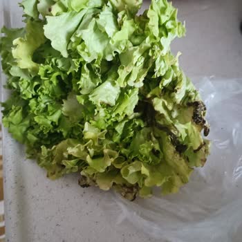 Migros Hemen'den Gelen Çürük Marul Şoku