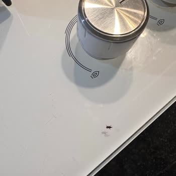 Migros'tan Alınan Makarna Böcek Sorunu