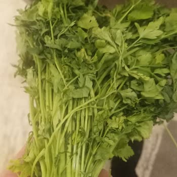 Bilkent Migros Sanal Mağaza Siparişlerinde Tazelik Ve Eksiklik Sorunu