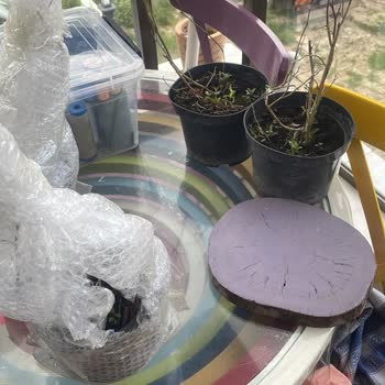 Sağlıksız Fidanlar Ve İletişim Sorunları