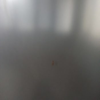 Sivrisinek Sorunu Sağlık Riski Yaratıyor