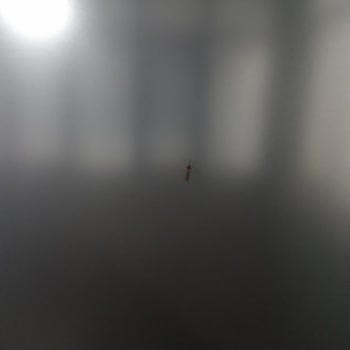 Sivrisinek Sorunu Sağlık Riski Yaratıyor