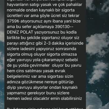 Güvenin Bedeli: Kedi Sahiplenme Sürecinde Yaşanan Hayal Kırıklığı