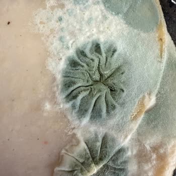 Son Kullanma Tarihi Geçmemiş Üründe Şok Edici Manzara