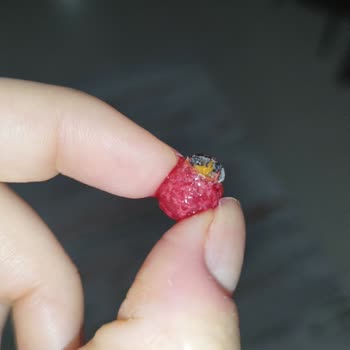 Dondurulmuş Meyvelerde Böcek Şoku!