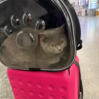 İlgisiz Müdür Ve Saygısız Şoförle Yaşanan Sorun