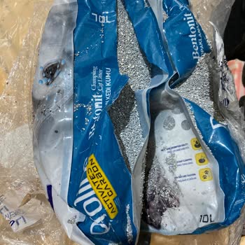 Patlak Kedi Kumu Ve İade Sürecinde Yaşanan Zorluklar