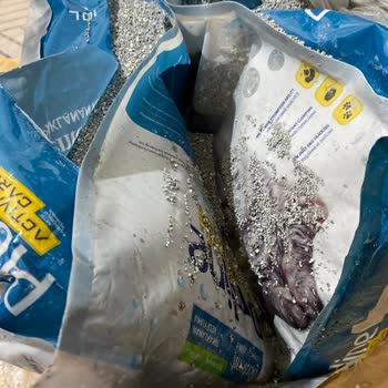 Patlak Kedi Kumu Ve İade Sürecinde Yaşanan Zorluklar