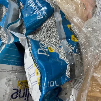 Patlak Kedi Kumu Ve İade Sürecinde Yaşanan Zorluklar