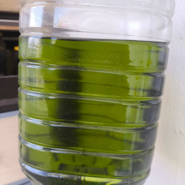 Zeytinyağında Şaşırtıcı Boya Skandalı