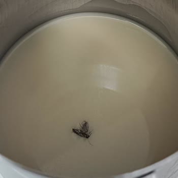 Kahvemde Böcek Şoku: Alpro Yulaf Sütü Hayal Kırıklığı