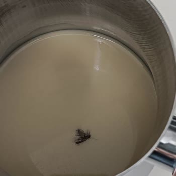 Kahvemde Böcek Şoku: Alpro Yulaf Sütü Hayal Kırıklığı