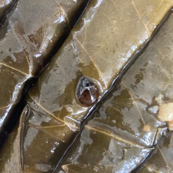 A101 Yaprak Sarmada Beklenmedik Misafir: Uğur Böceği Şoku