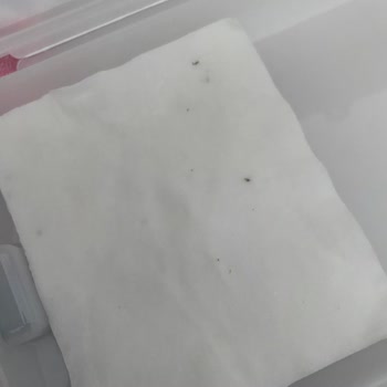 Ebebek Baby Me Pamuklarında Siyah Lekeler Ve Hayal Kırıklığı!