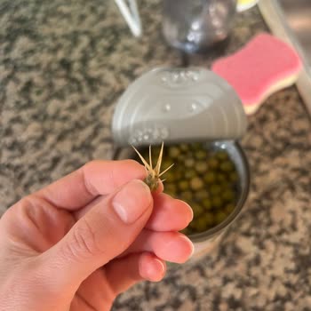 Tat Marka Konserve Bezelyede Şaşırtan Yabancı Madde