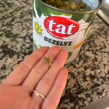 Tat Marka Konserve Bezelyede Şaşırtan Yabancı Madde