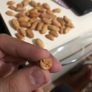 Yanmış Yer Fıstıkları: Tadım Kalitesini Düşürüyor Mu?