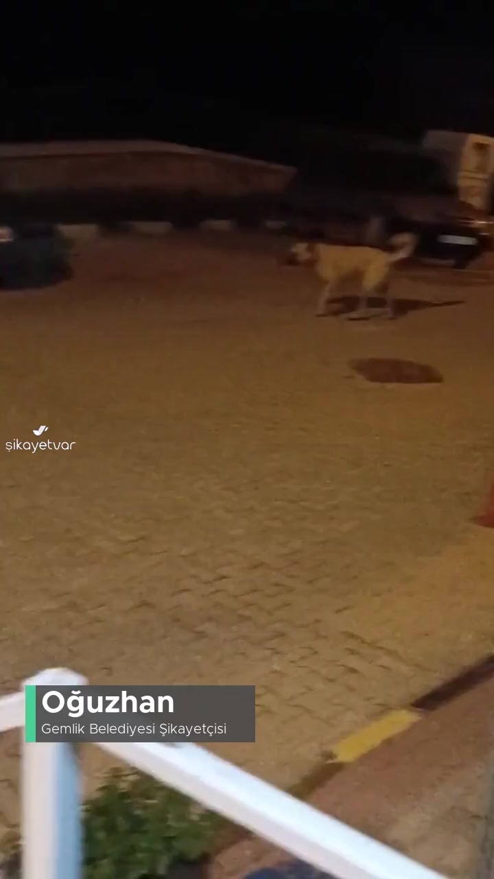 Gemlik Belediyesi Başıboş Köpekler! videonun kapak resmi