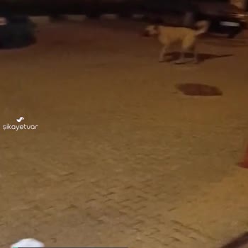 Gemlik Belediyesi Başıboş Köpekler!