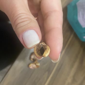 Kurtlanmış Kaju Skandalı: Tadım Markasına Güven Sarsılıyor