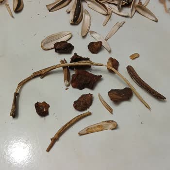 Amigo Çekirdeklerde Boş Kabuk Sorunu