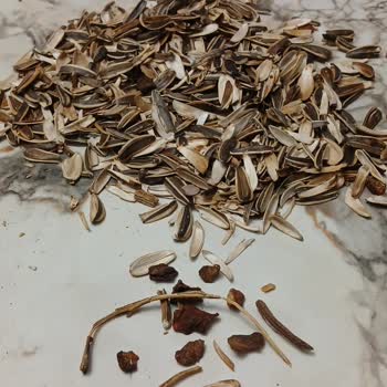 Amigo Çekirdeklerde Boş Kabuk Sorunu