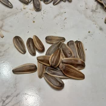 Amigo Çekirdeklerde Boş Kabuk Sorunu