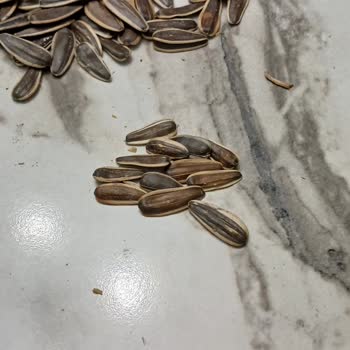 Amigo Çekirdeklerde Boş Kabuk Sorunu