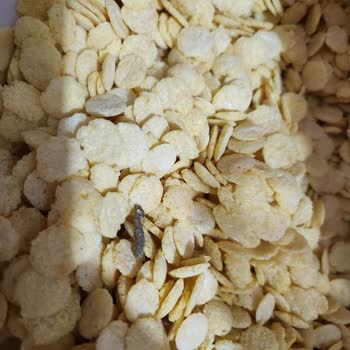 Mısır Gevreklerinde Hijyen Sorunu Ve Dikkatsizlik