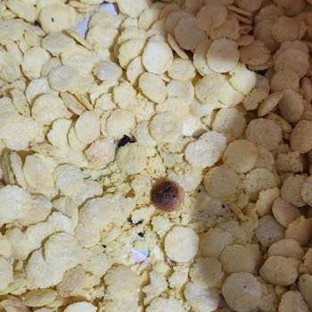 Mısır Gevreklerinde Hijyen Sorunu Ve Dikkatsizlik