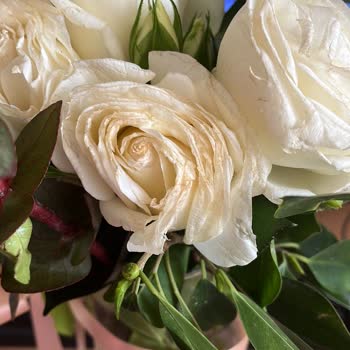 Solmuş Güller Ve Hayal Kırıklığı