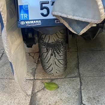 Sokak Kedileri Ve Komşu Sorunu