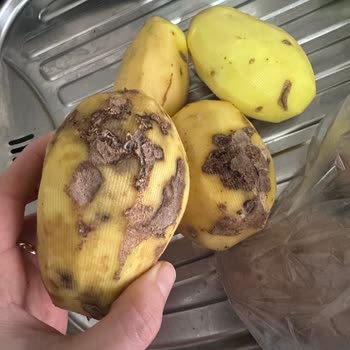 Migros Bozuk Sebze Gönderiyor!