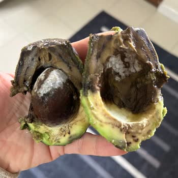 Çürük Avokado Krizi: Yanlış Paketleme Ve Yetersiz Çözüm
