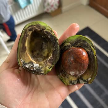 Çürük Avokado Krizi: Yanlış Paketleme Ve Yetersiz Çözüm