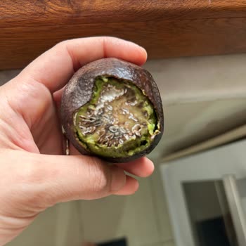 Çürük Avokado Krizi: Yanlış Paketleme Ve Yetersiz Çözüm