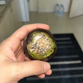 Çürük Avokado Krizi: Yanlış Paketleme Ve Yetersiz Çözüm