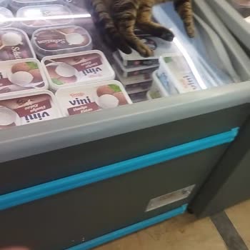 A101 Şubesinde Kediler Ve Erken Kapanış Sorunu