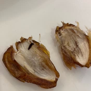 Kurtlu Hurmalar Ve İlgisiz Müşteri Hizmetleri