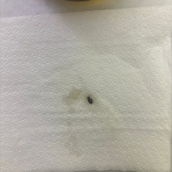 Domates Kurusu Sosunda Böcek Şoku: Sağlığımız Tehlikede!