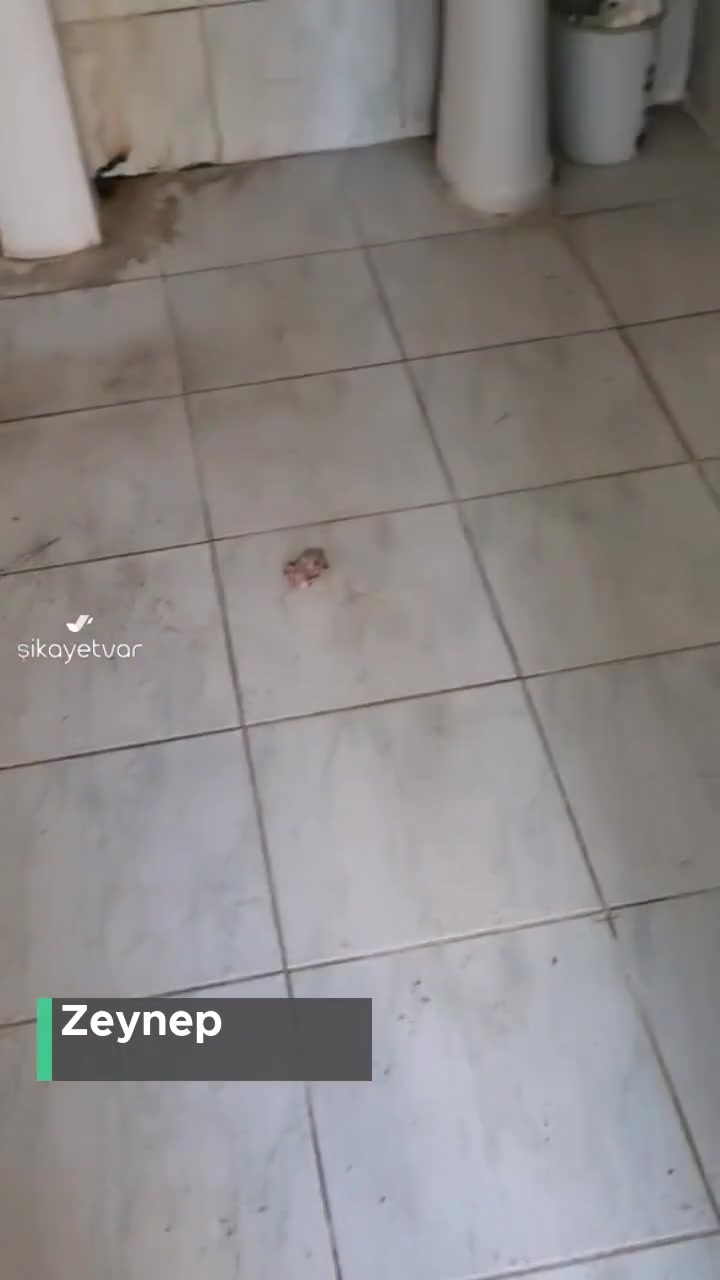 Diyanet İşleri Başkanlığı Cami Pislik İçinde! videonun kapak resmi