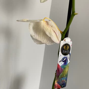 Çiçek Sepeti'nde Hayal Kırıklığı: İade Süreci Çıkmazı