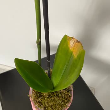 Çiçek Sepeti'nde Hayal Kırıklığı: İade Süreci Çıkmazı