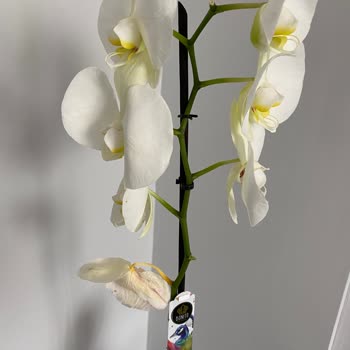 Çiçek Sepeti'nde Hayal Kırıklığı: İade Süreci Çıkmazı