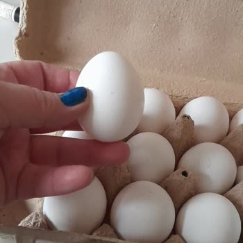 Yumurta Boyutları Küçüldü, Tava Dolmuyor!